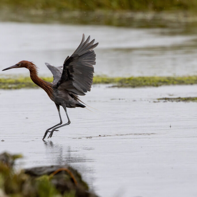 Dark-morph Reddish Egret landing in shallow marsh during light rain, San Diego River Mudflats