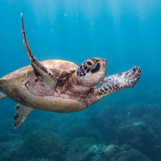 Green Turtle